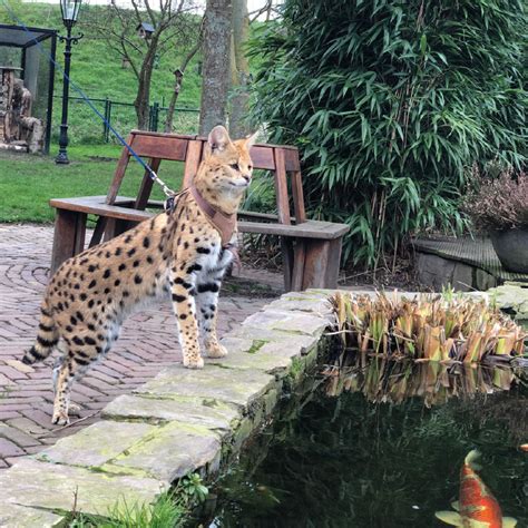 serval kopen